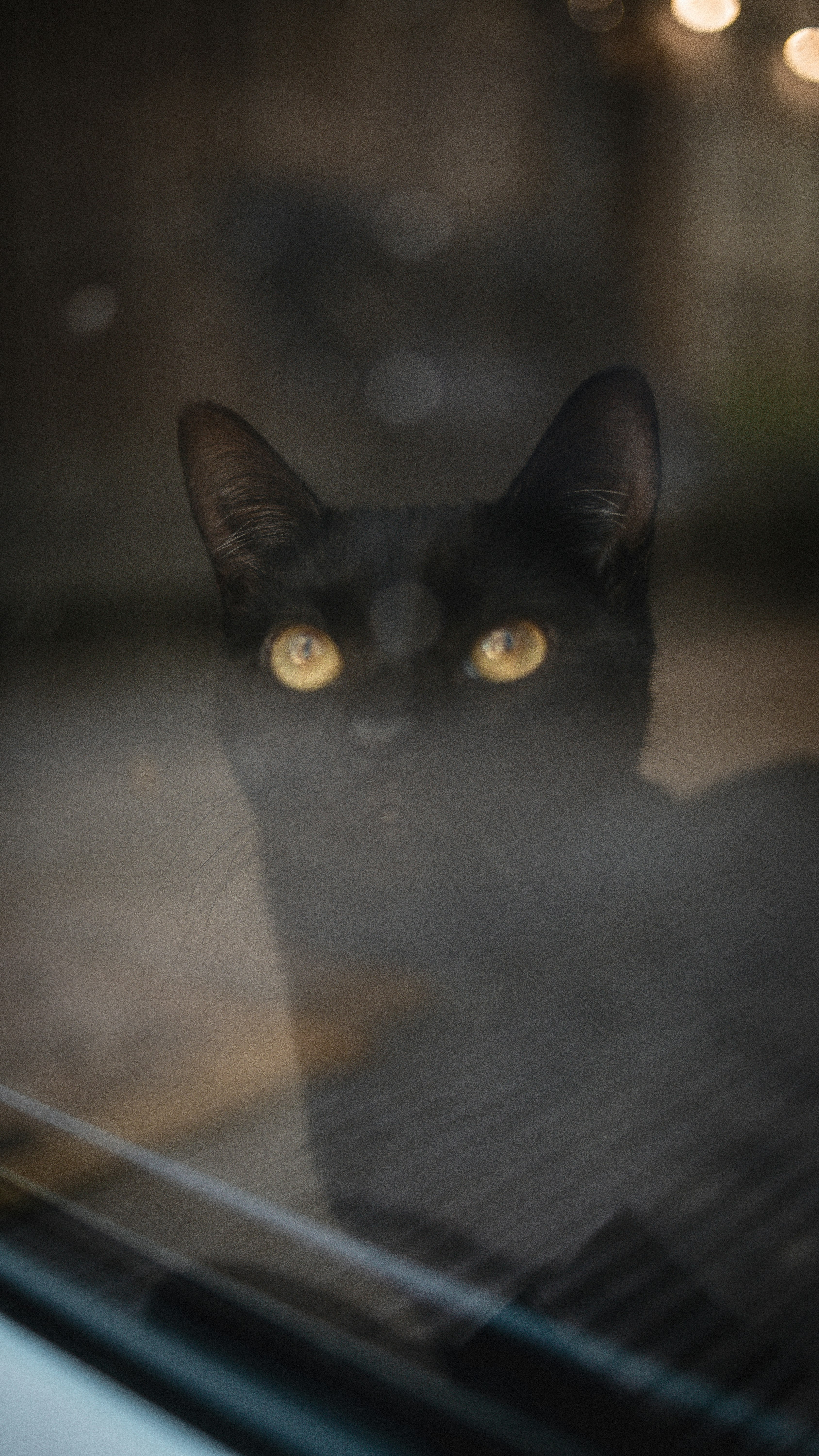 black cat with yellow eyes